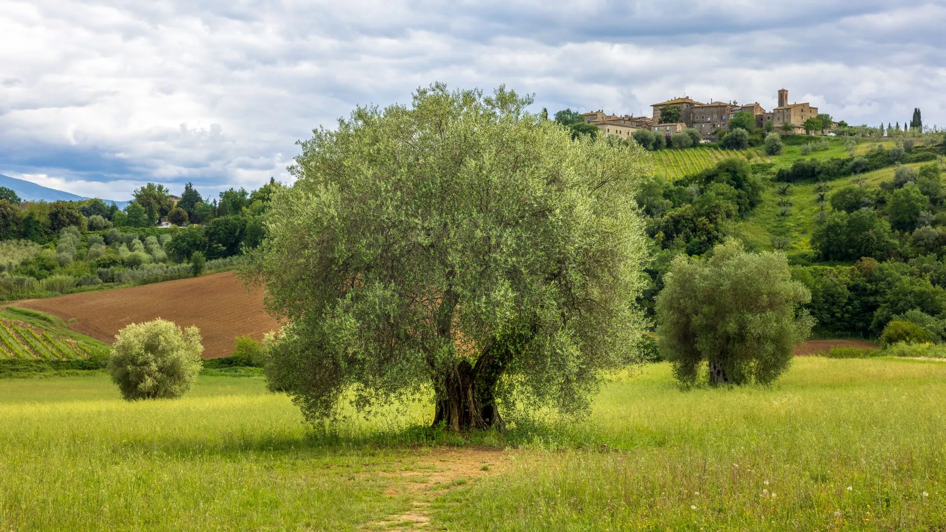 Die Öl-Kultur Italiens